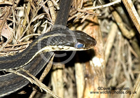 : Thamnophis sauritus ssp. sackenii; Peninsula Ribbon Snake