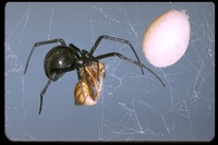: Lactrodectus mactans; Black Widow Spider With Egg Sack