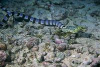 : Laticaudidae/muraenidae; Banded Sea Krait/moray Eel