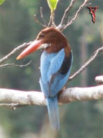 White-throated Kingfisher(Halcyon smyrnensis)