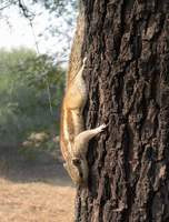...Northern Palm Squirrel (Funambulus pennantii) 2004. december 29. Bharatpur, Keoladeo Ghana Natio