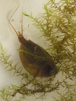 Lepidurus apus - Tadpole Shrimp