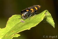 Ptosima undecimmaculata