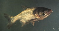 Aristichthys nobilis, Bighead carp: fisheries, aquaculture, aquarium