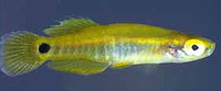 Leptolucania ommata, Pygmy killifish: aquarium