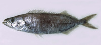 Neoepinnula orientalis, Sackfish: fisheries