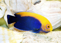 Centropyge aurantonotus, Flameback angelfish: aquarium