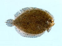 Psammodiscus ocellatus, Indonesian ocellated flounder: