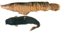 Malapterurus minjiriya, : fisheries