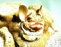 Image of: Centurio senex (wrinkle-faced bat)