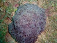 Euphyllia ancora - Hammer Coral