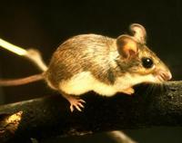 Image of: Peromyscus leucopus (white-footed mouse)