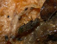Image of: Ontholestes cingulatus (carrion beetle)