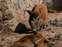Potamochoerus porcus - Red River Hog