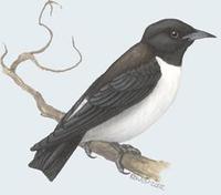 Image of: Artamus leucorynchus (white-breasted woodswallow)