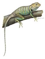 Image of: Crotaphytus collaris (collared lizard)