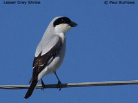 Lesser Grey Shrike - Lanius minor
