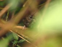 Chin Hills Wren Babbler - Spelaeornis oatesi
