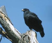 Common Black-Hawk (Buteogallus anthracinus) photo