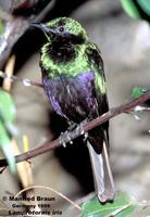 Emerald Starling - Lamprotornis iris