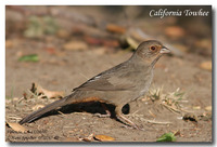 California Towhee - Pipilo crissalis