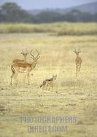 Jackal and Impalas , Amboseli National Park , Kenya stock photo