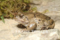 : Bufo raddei; Radde's Toad