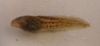 : Odontophrynus americanus; Common Lesser Escuerzo