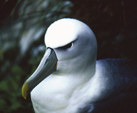 : Diomedea cauta; White-capped Albatross