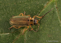 : Trirhabda sp.; Skeletonizing Leaf Beetle