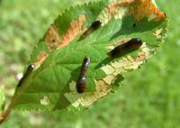 Caliroa cerasi - Pear Sawfly