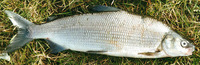 Coregonus lavaretus, Common whitefish: fisheries, aquaculture, gamefish