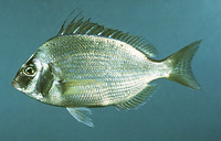 Stenotomus chrysops, Scup: fisheries, gamefish, aquarium