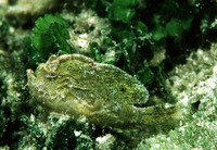 Antennarius pauciradiatus, Dwarf frogfish: fisheries