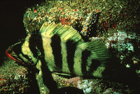 Sebastes serriceps, Treefish: