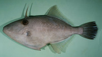 Thamnaconus modestus, : fisheries