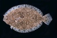 Pseudorhombus argus, Peacock flounder: