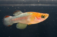 Aplocheilichthys bukobanus, Bukoba lampeye: aquarium