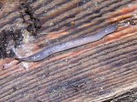 Boettgerilla pallens - Wormslug