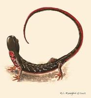 Image of: Salamandridae (newts and salamanders), Salamandrina terdigitata