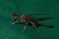 Image of: Mantispidae (mantidflies)