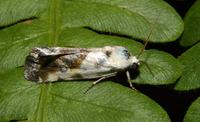Image of: Tarachidia candefacta (noctuid moth)