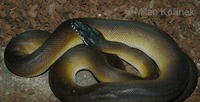 Leiopython albertisii - White-Lipped Python