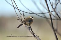 Black-and-rufous Warbling-Finch - Poospiza nigrorufa