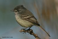*NEW* White-crested Tyrannulet ('subcristata')