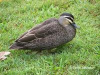 ...Pacific Black Duck, Anas superciliosa, Lake Baroon,Queensland,  May 23 2006. Photo © Barrie Jami