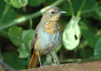 : Cossypha caffra; Cape Robin