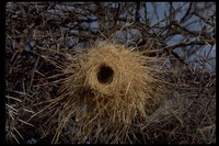 : Ploceus sp.; Weaver's Nests