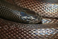 : Atractaspis microlepidota; Stiletto Snake