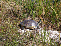 : Deirochelys reticularia chrysea; Florida Chicken Turtle